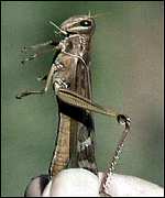 Locust